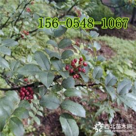 出售大紅袍花椒樹苗基地-5公分花椒苗價(jià)格