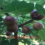 中農(nóng)紅無花果苗