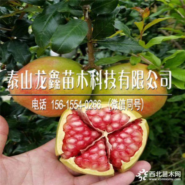 无籽石榴苗