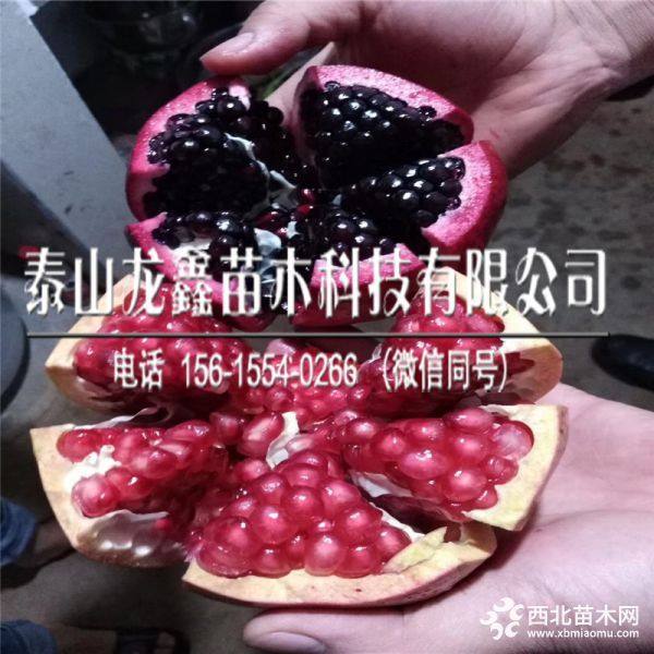 黑籽石榴苗