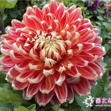 大丽花花苗、混色大丽花采购、2019年大丽花种植