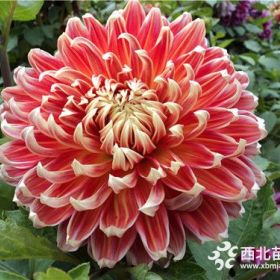 大丽花花苗、混色大丽花采购、2019年大丽花种植