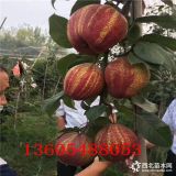 綠寶石梨樹苗、綠寶石梨樹苗哪家質(zhì)量好