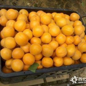 珍珠油杏樹(shù)苗怎樣可以買到