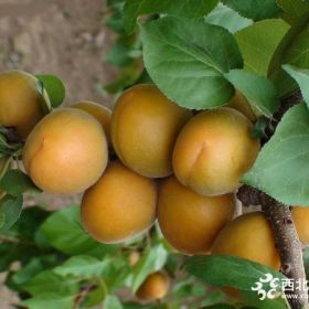 占地杏樹(shù)苗購(gòu)買價(jià)格是多少