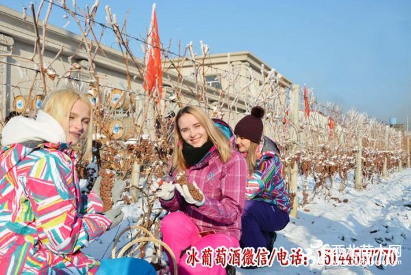 北冰红葡萄苗 集安冰葡萄苗 生财有道吉林集安冰雪葡萄   冰葡萄苗 集安北冰红葡萄苗 集安冰葡萄酒集安美的庄园冰葡萄酒-集安美的庄园冰红葡萄酒美的庄园北冰红高级山葡萄红酒 -通化葡萄酒-吉林冰葡萄酒 通化冰葡萄酒-鸭绿江河谷北冰红葡萄酒-鸭绿江河谷冰葡萄酒-鸭绿江河谷冰酒-集安北冰红葡萄酒中华红高级红葡萄酒195