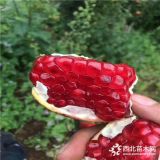 紅巨蜜石榴樹苗、紅巨蜜石榴樹苗出售