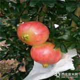 蒙陽石紅樹榴基地、蒙陽石紅樹榴價(jià)格