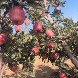 紅肉蘋果苗、紅肉蘋果苗基地、紅肉蘋果苗價格