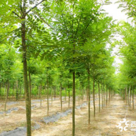 哪里有賣國(guó)槐樹苗的帶基地出售