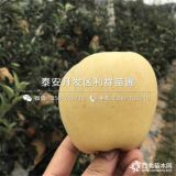 哪里有煙富8號(hào)蘋果苗出售、煙富8號(hào)蘋果苗價(jià)格是多少