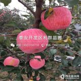 新紅星蘋果苗、新紅星蘋果樹苗、新紅星蘋果樹苗價(jià)格