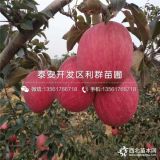 華碩蘋果苗、華碩蘋果樹苗、華碩蘋果樹苗價(jià)格