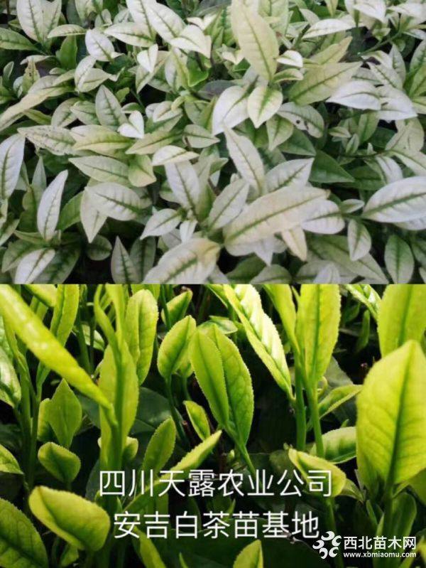 巴渝特早茶苗