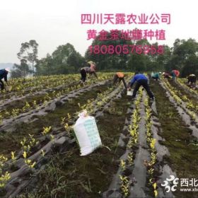 四川巴渝特早茶苗、重庆巴渝特早茶苗、湖北巴渝特早茶苗