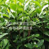 四川白叶一号茶苗、贵州白叶一号茶苗、安吉白茶苗