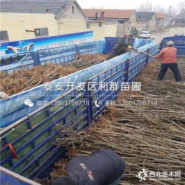 玉露香梨树苗、玉露香梨树苗新品种、玉露香梨树苗价格多少