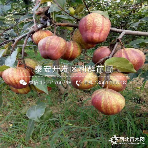 梨树苗、梨树苗价格、山东梨树苗基地