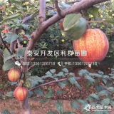 紅梨樹苗、山東紅梨樹苗、山東紅梨樹苗價(jià)格