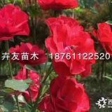 農(nóng)戶直銷紅帽月季苗 紅帽月季裸根小苗