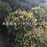 農(nóng)戶直銷花葉女貞 花葉女貞小苗