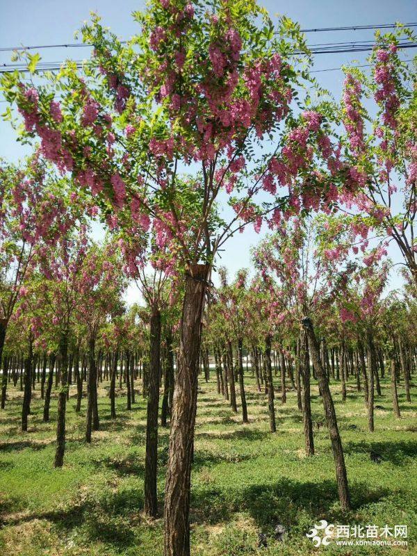 香花槐