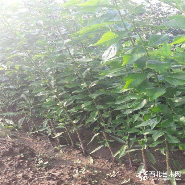 索瑞斯李子苗供应 索瑞斯建园李子苗价格 质优价廉