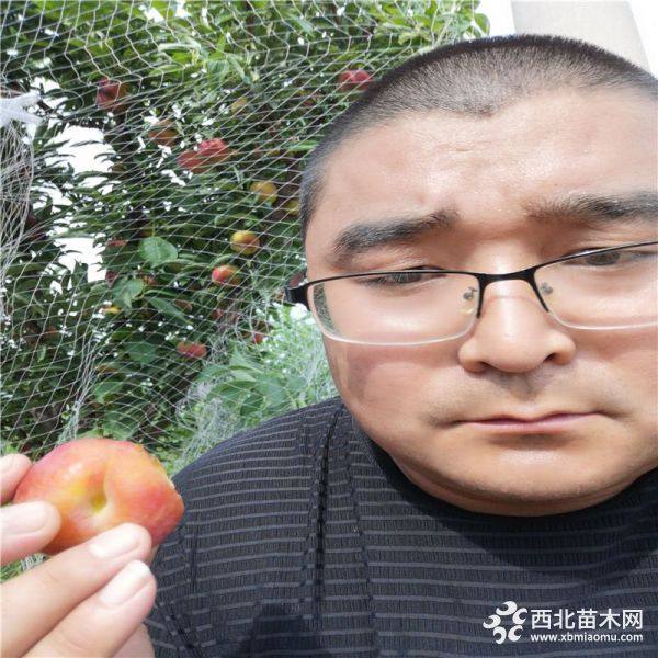 胭脂李子苗供应 胭脂建园李子苗价格 质优价廉