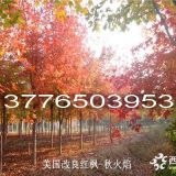 3-4-5-6公分美國紅楓裝車價格，產(chǎn)地報價