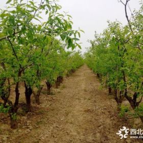 大量供应河北保定绿化枣树 规格齐全 包上车