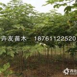 卉友苗木供应构树 2-16公分构树苗 2019构树价格