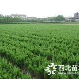 50-60高龙柏小苗价格信息通告