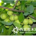 直徑8公分核桃樹直徑10公分核桃樹價格低質(zhì)量好寧夏銀川產(chǎn)地