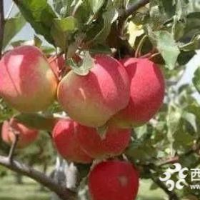 15公分苹果树那里有宁夏15公分苹果树价格低