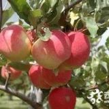 20公分蘋果樹價(jià)格寧夏銀川蘋果樹價(jià)格低