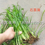 石菖蒲是水生植物嗎？石菖蒲什么溫度能存活