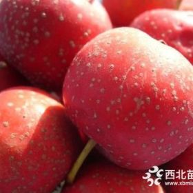 山楂樹(shù)苗種植基地