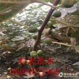 无花果树苗价格 2019年无花果树苗报价