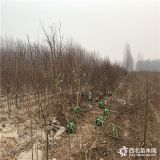 秋雪桃树苗、批发秋雪桃树苗多少钱一棵