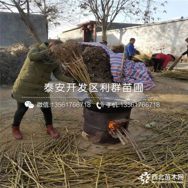 纸皮核桃树苗、纸皮核桃树苗价格