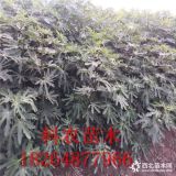 无花果苗 无花果树苗多少钱一棵