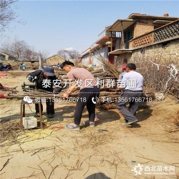 黑珍珠樱桃苗、黑珍珠樱桃苗价格多少、黑珍珠樱桃苗基地