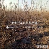 砂蜜豆櫻桃樹苗價(jià)格、砂蜜豆櫻桃樹苗多少錢一棵