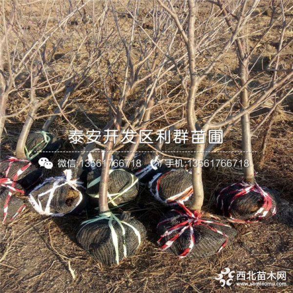 砂蜜豆櫻桃樹苗價格、砂蜜豆櫻桃樹苗多少錢一棵