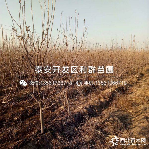 砂蜜豆櫻桃樹苗價格、砂蜜豆櫻桃樹苗多少錢一棵