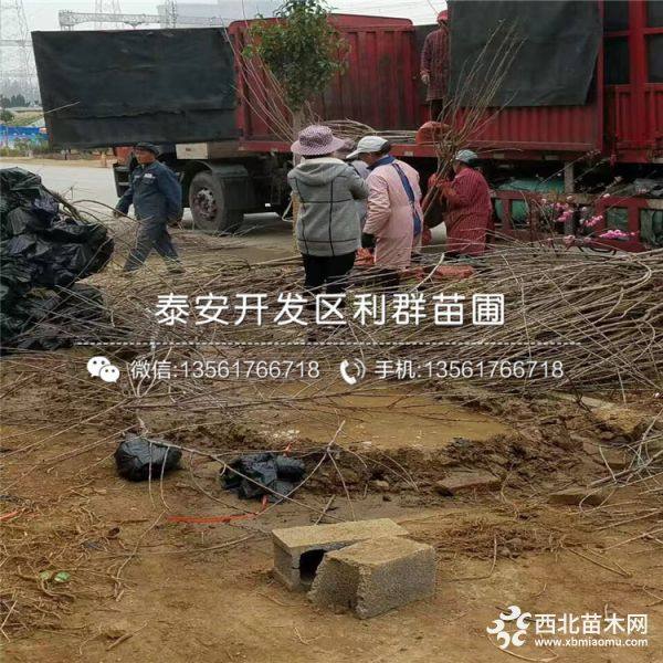 黑珍珠樱桃苗、黑珍珠樱桃树苗、黑珍珠樱桃树苗价格