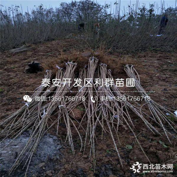 樱桃树苗、樱桃树苗基地