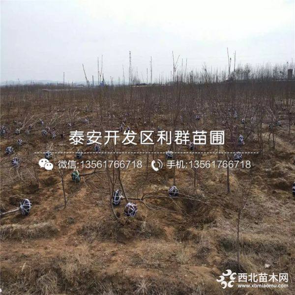 红灯樱桃树苗价格、红灯樱桃树苗多少钱一棵