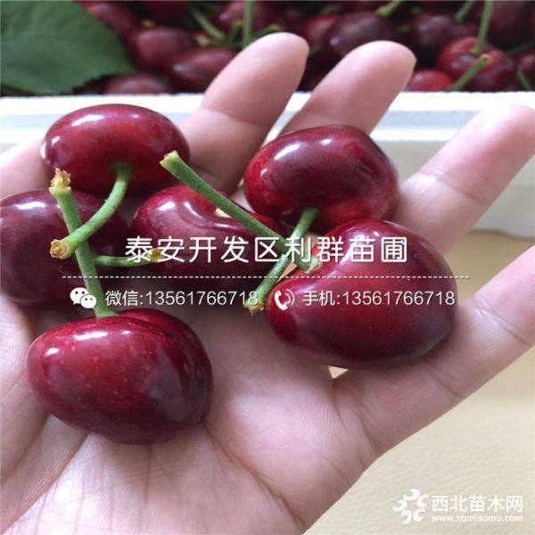 山东砂蜜豆樱桃苗、砂蜜豆樱桃苗价格、砂蜜豆樱桃苗基地