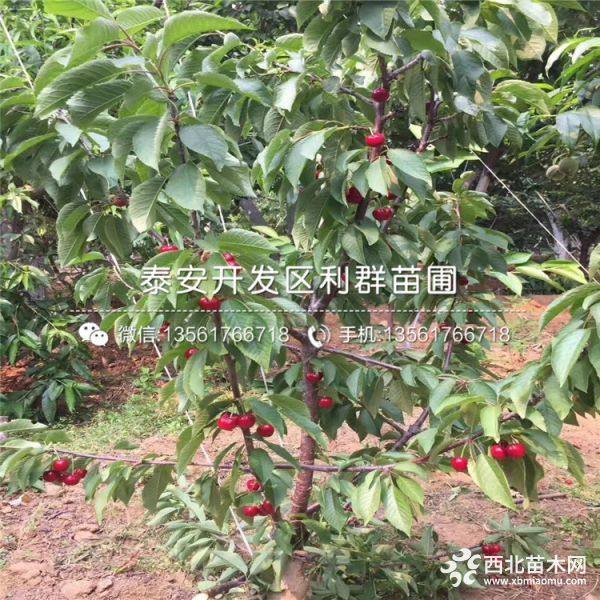 5公分黑珍珠櫻桃苗、5公分黑珍珠櫻桃樹苗價(jià)格多少